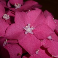 Hydrangea macrophylla (Thunb.) Ser.